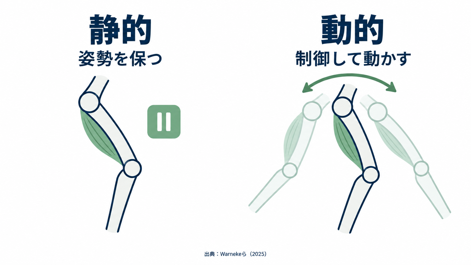 静的ストレッチは姿勢を保持し、動的ストレッチは制御しながら関節を繰り返し動かす。