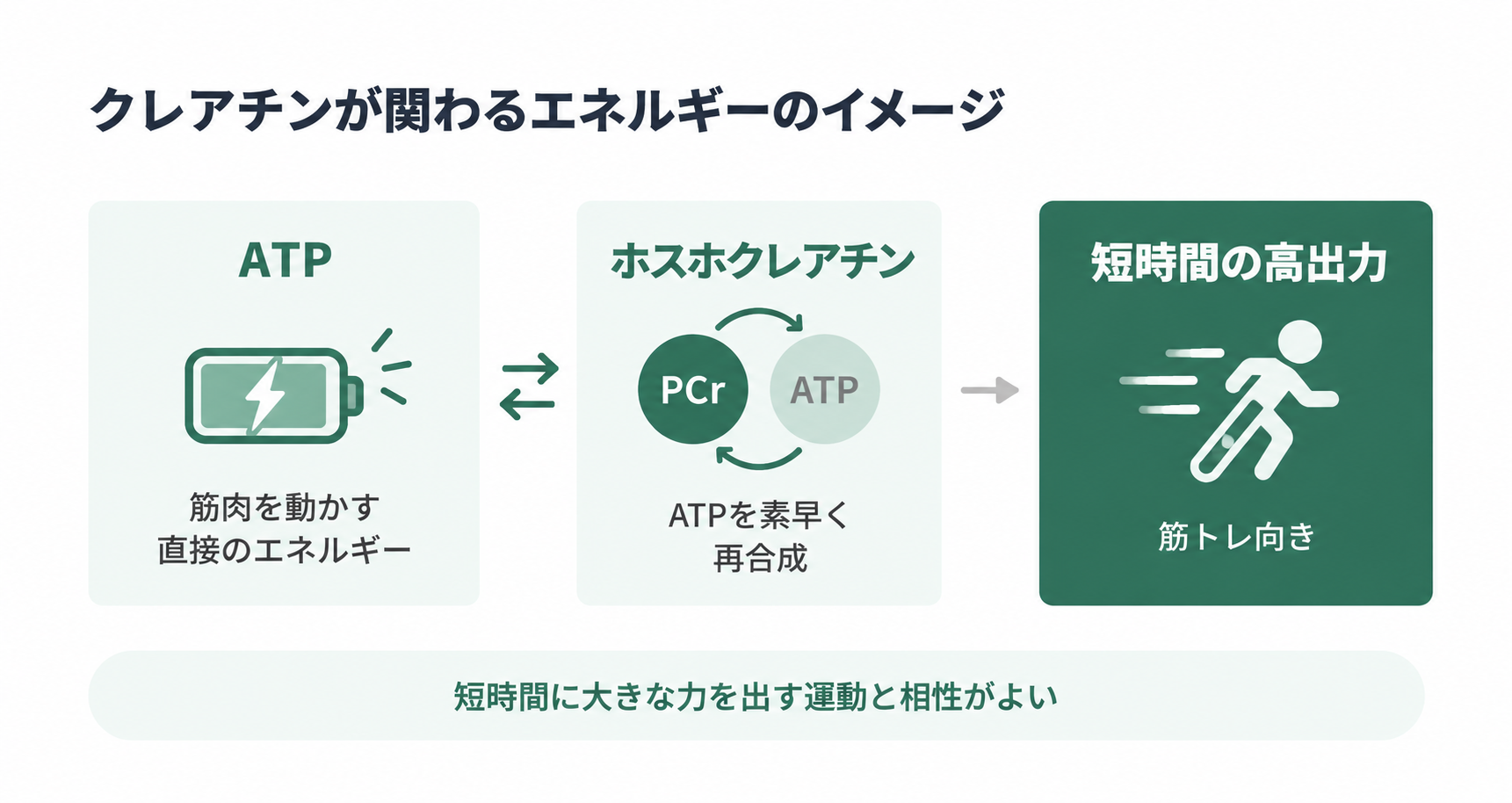 図1. クレアチンが関わるエネルギーのイメージ
