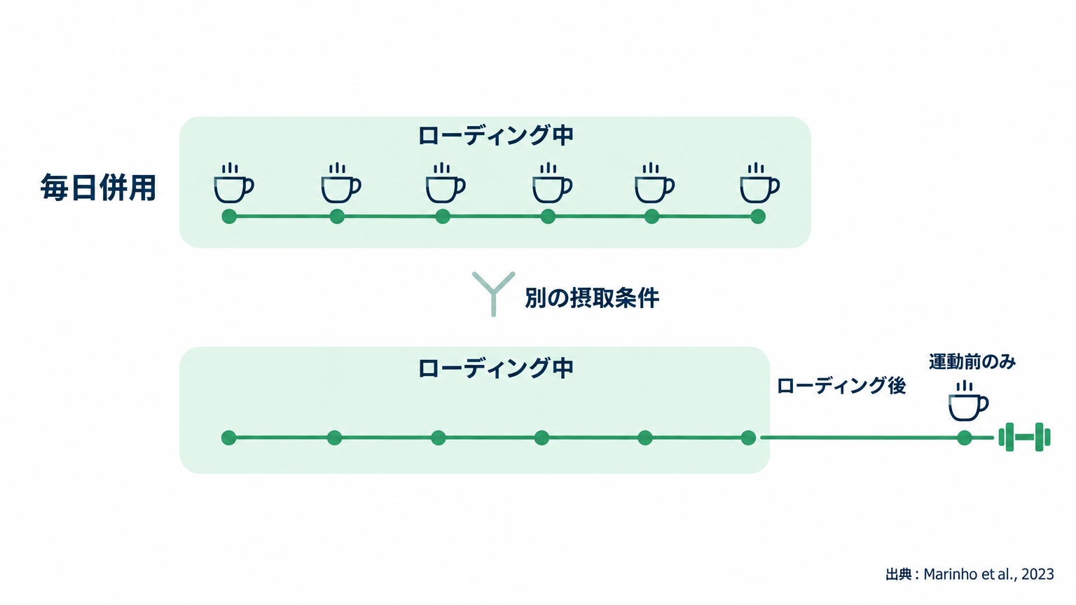 併用研究は、ローディング中の継続摂取とローディング後の単回摂取を分けて読む必要がある。
