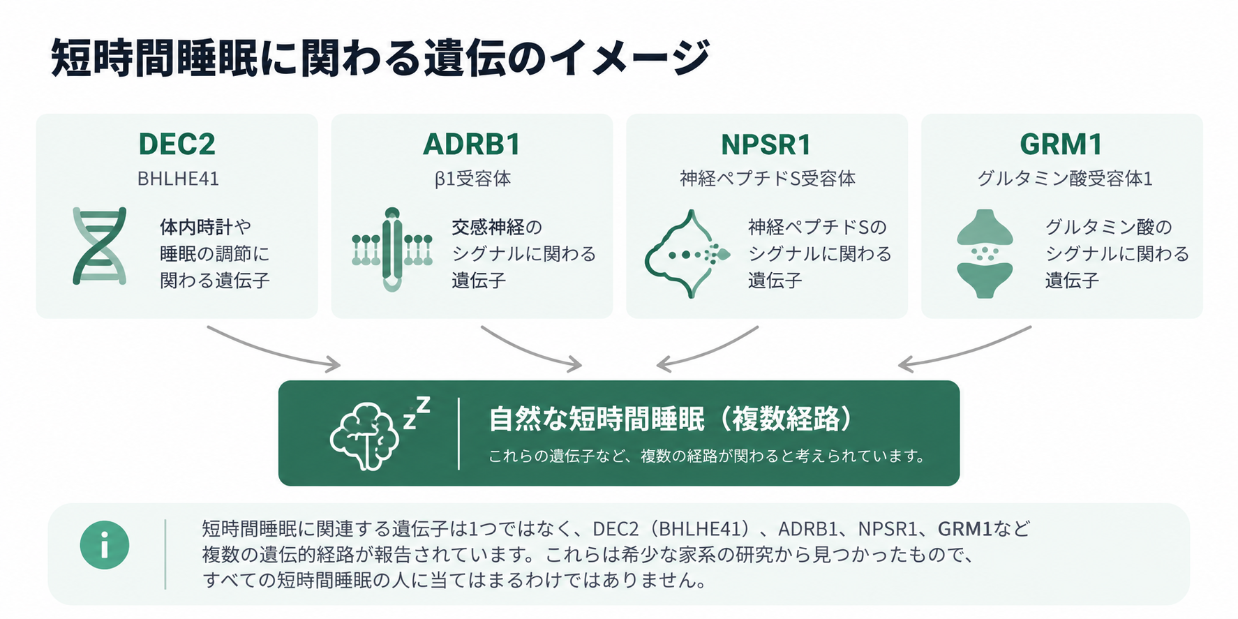 図2. 短時間睡眠に関わる遺伝のイメージ