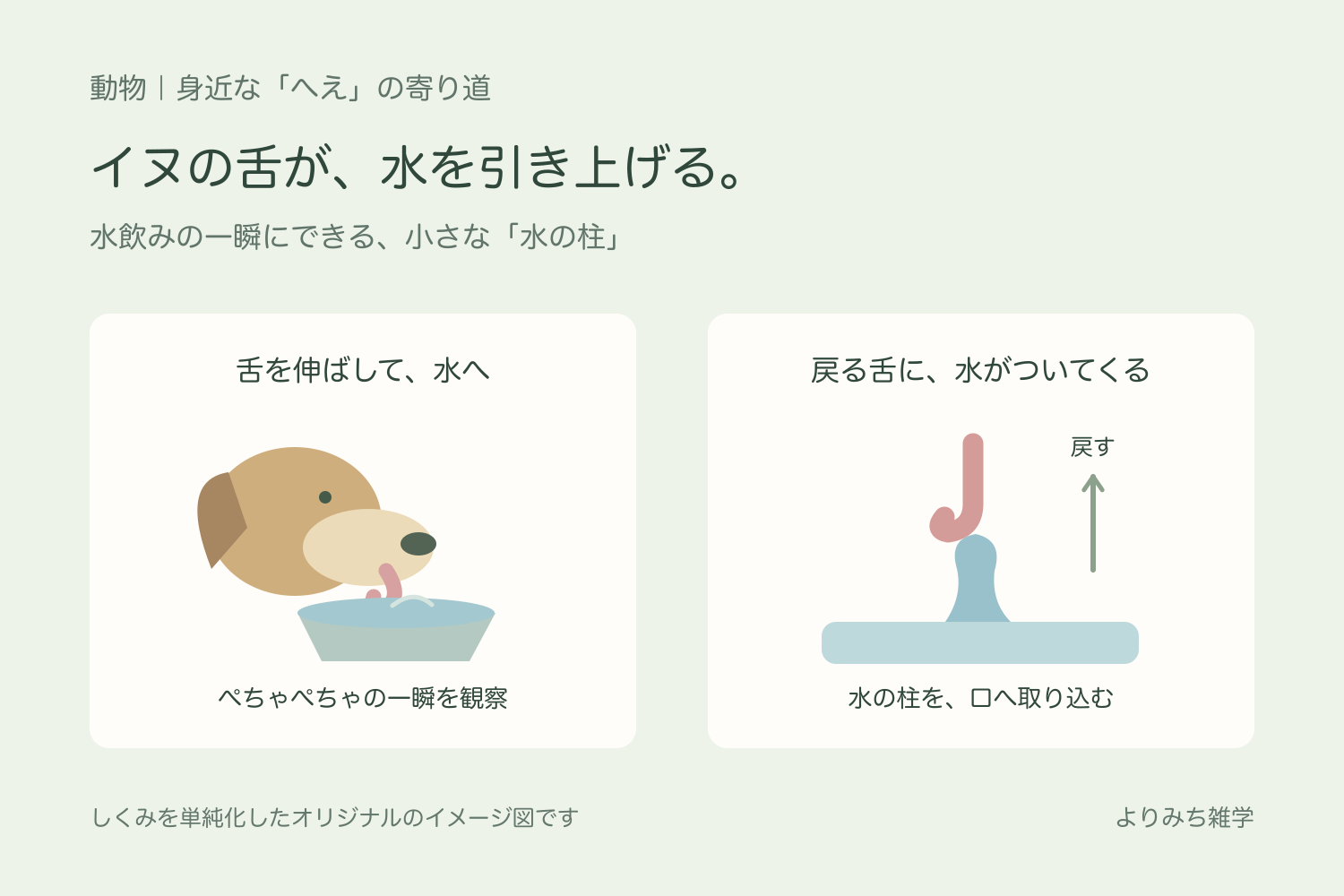 水の器に舌を伸ばすイヌと、舌を引き上げると水が柱のようについてくることを示す図解