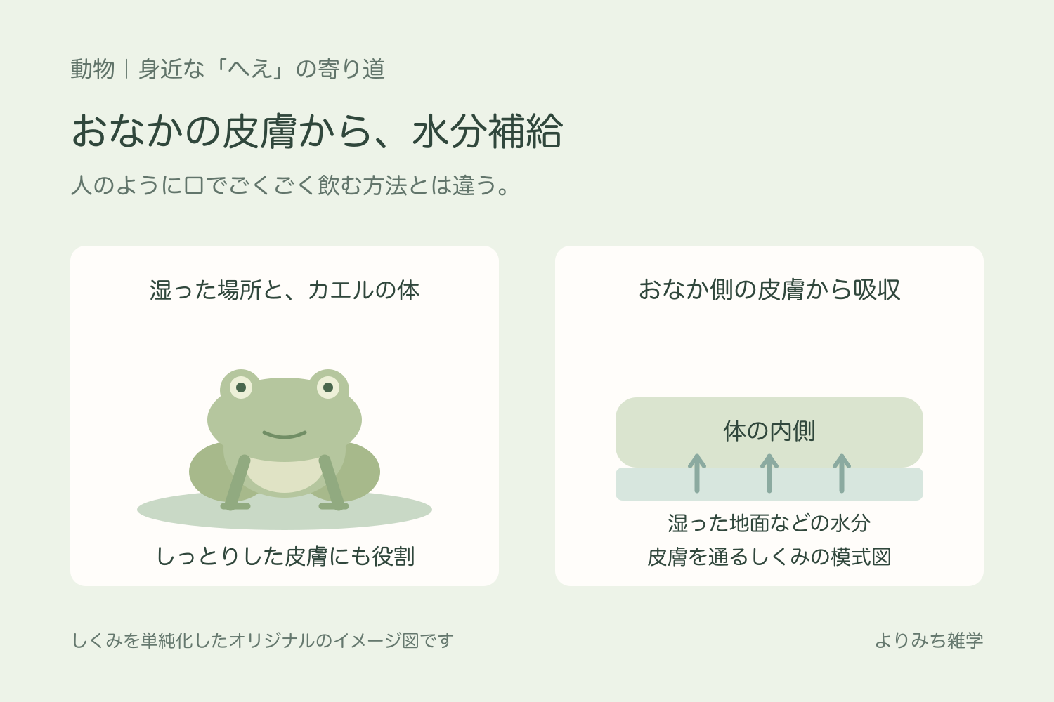 湿った地面に座るカエルと、おなか側の皮膚から水を吸収することを示す模式図
