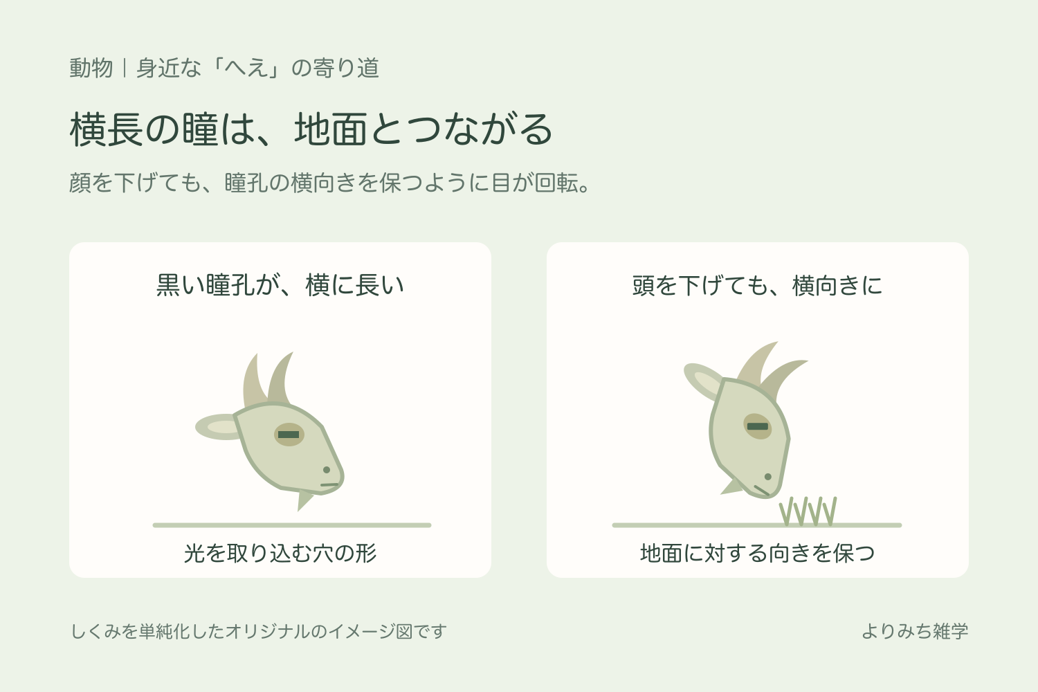 横長の瞳孔があるヤギの顔と、草を食べて頭を下げても瞳孔の横向きを保つことを示す模式図