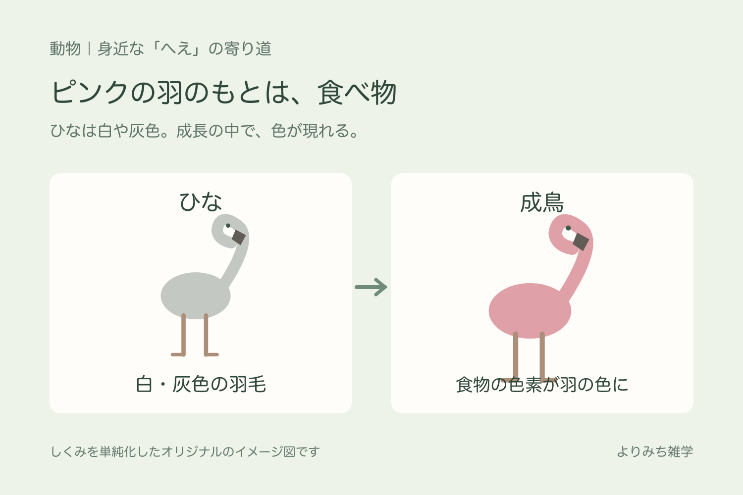 白灰色のフラミンゴのひなとピンク色の成鳥を並べ、食物の色素との関係を示すイラスト