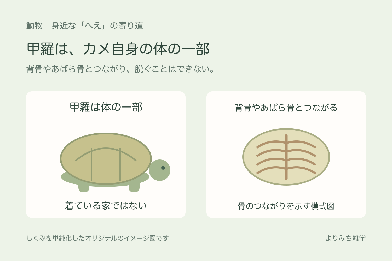 甲羅を持つカメと、甲羅が背骨やあばら骨につながっていることを示す模式図