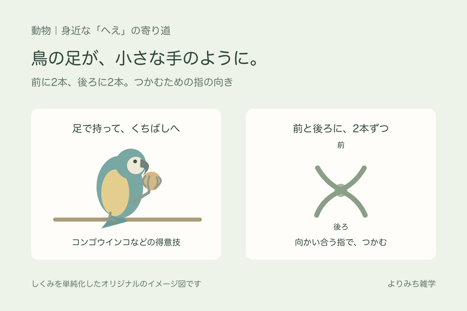 片足で食べ物を持つコンゴウインコのイメージと、前後に2本ずつ分かれた足の指の模式図