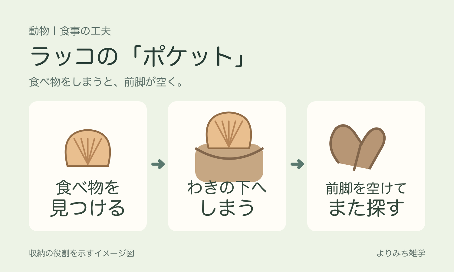 ラッコが食べ物を見つけ、わきの下の皮膚のたるみにしまい、前脚を空ける流れを示した図解