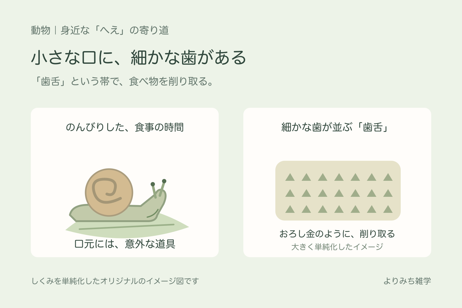 葉を食べるカタツムリと、帯に小さな歯が並ぶ歯舌の考え方を拡大した模式図
