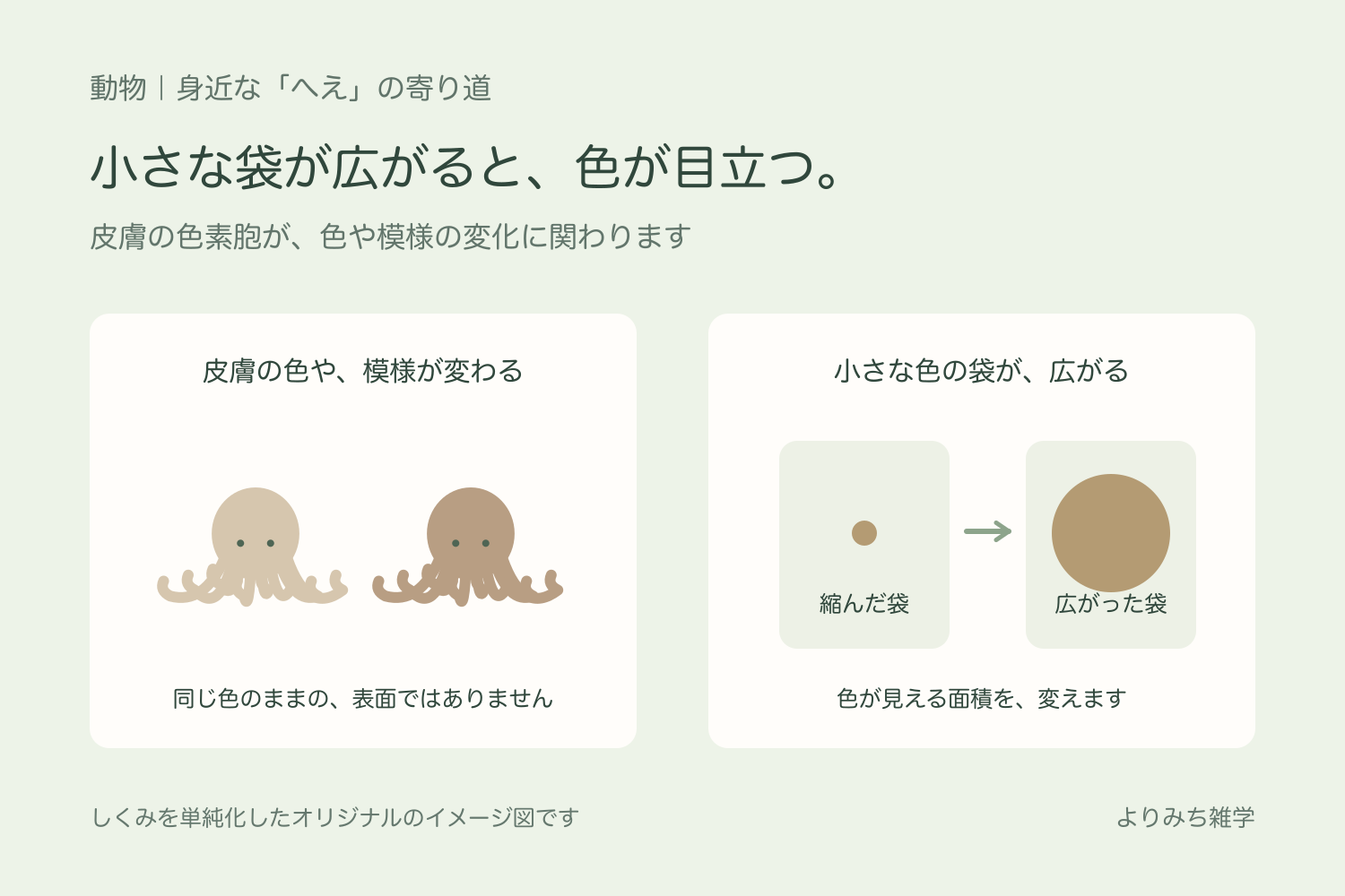 淡い色と濃い模様のタコを並べ、色素の袋が小さい状態と広がった状態を記号で示す図解