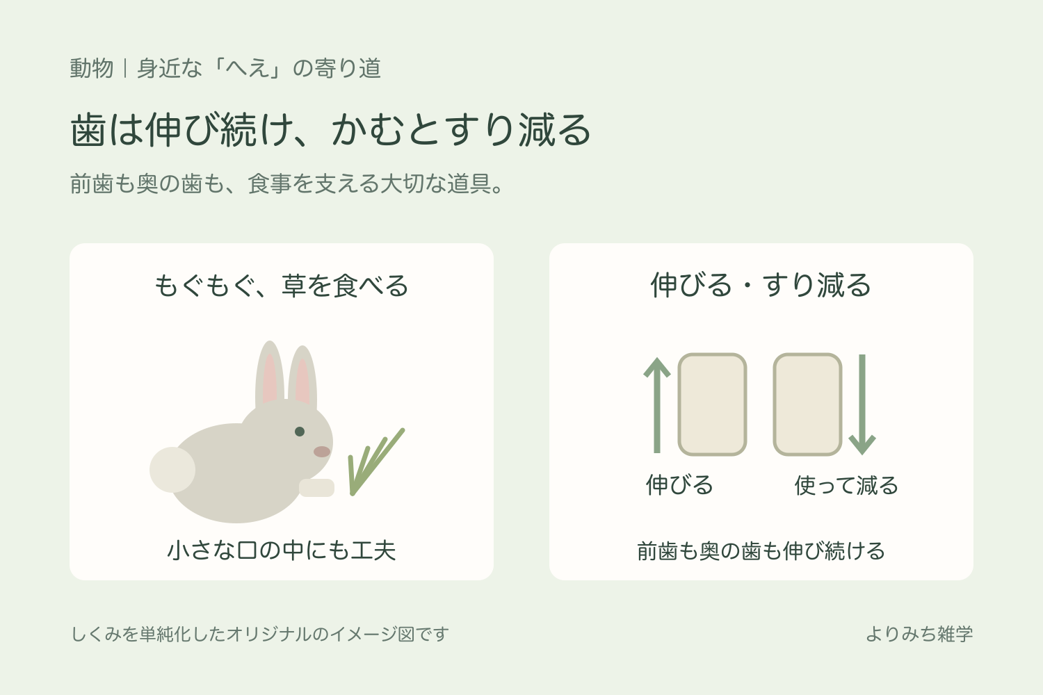 草を食べるウサギと、歯が伸びることと食べるときにすり減ることを並べた図解