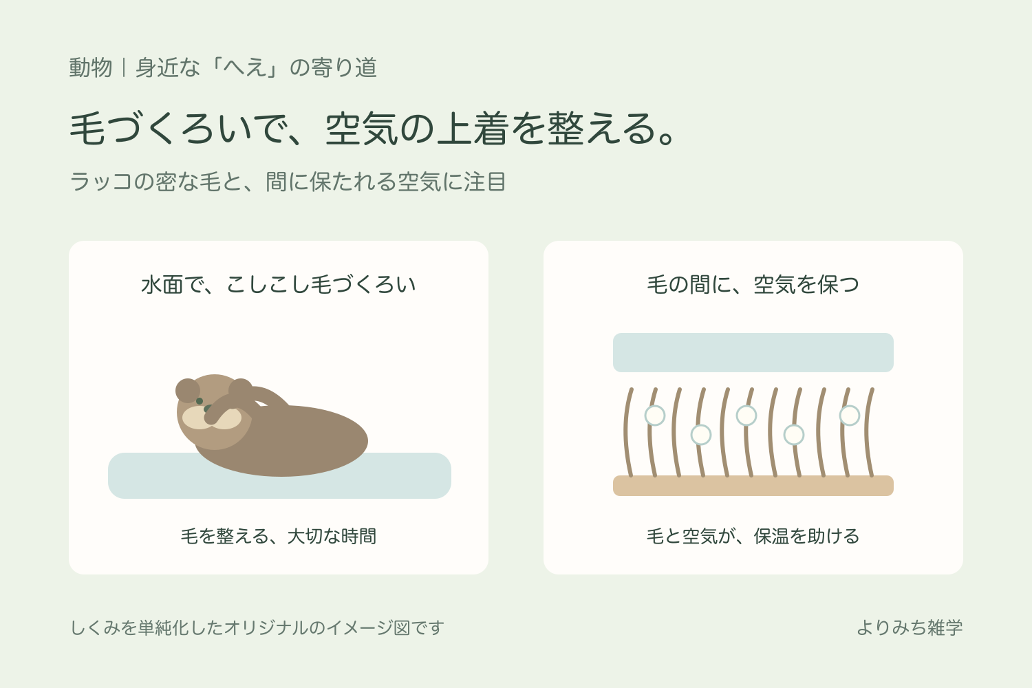 水面で毛づくろいするラッコと、密な毛の間に空気が保たれる考え方を示す模式図