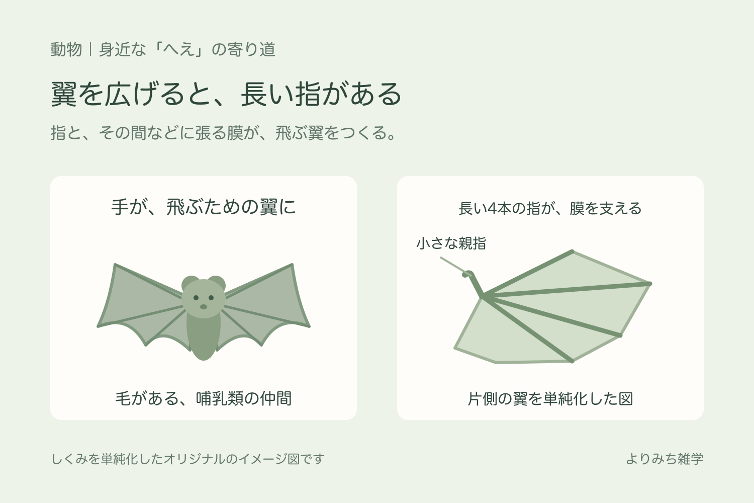 翼を広げたコウモリと、4本の長い指と小さな親指がある片側の翼を単純化した模式図