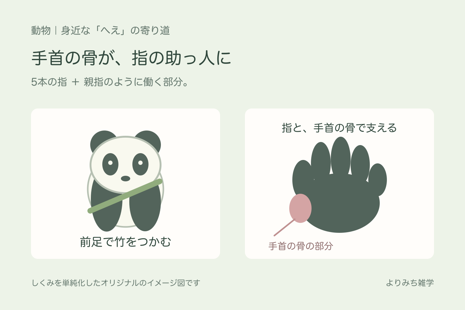 竹を持つパンダと、5本の指とは別に手首の骨がつかむ動きを助ける模式図
