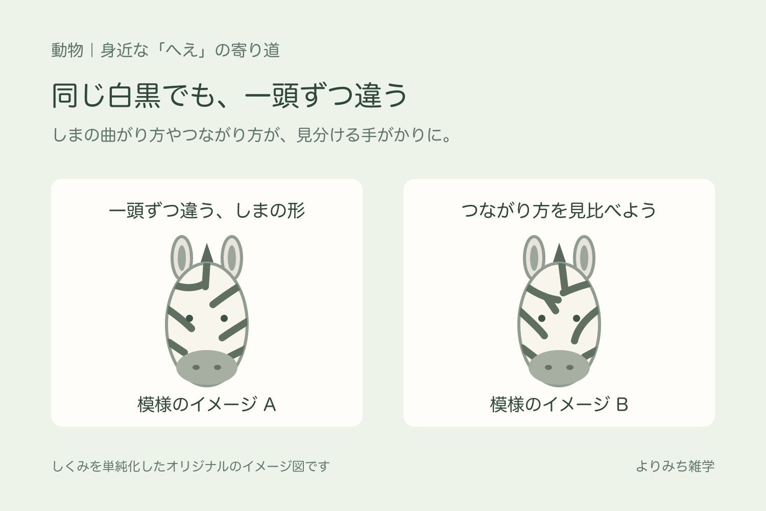 模様が異なる二頭のシマウマと、しまのつながり方の違いを示す図解