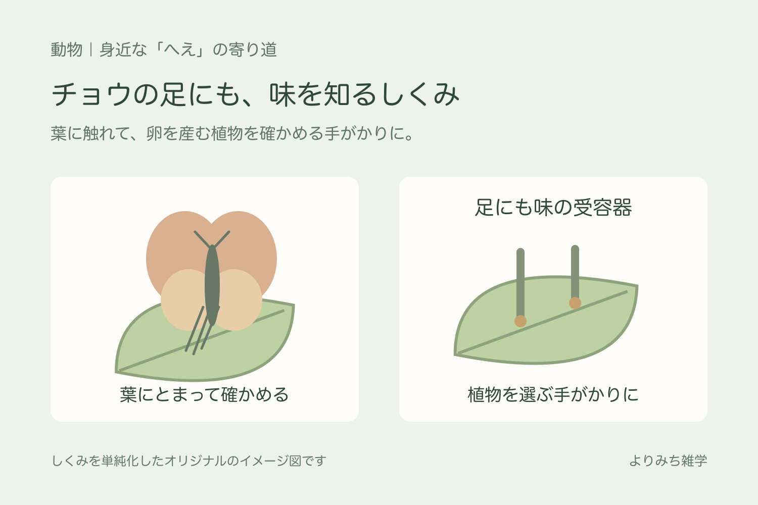 葉にとまったチョウと、足で葉の成分を感じることを示す拡大イメージ