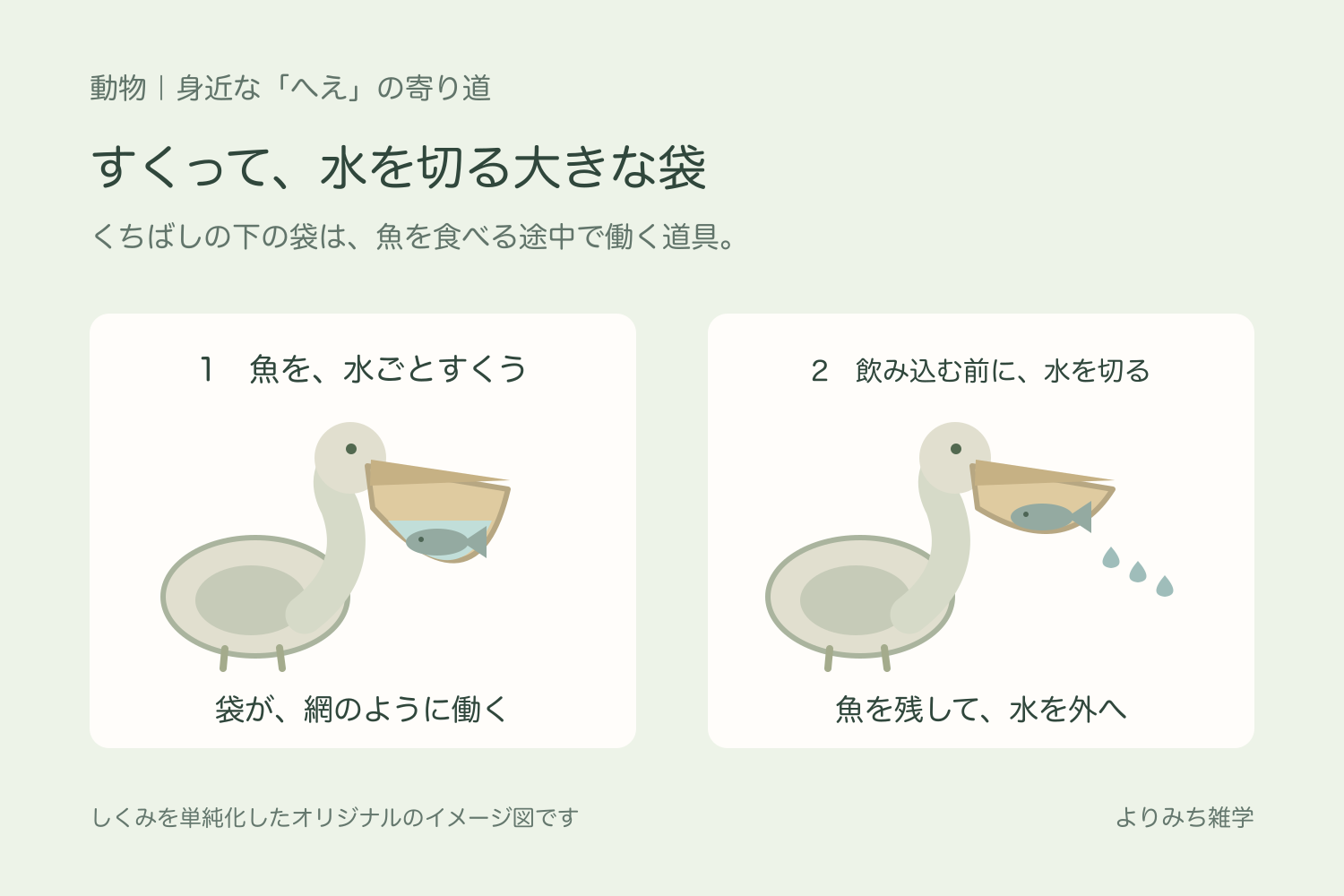 ペリカンが魚と水を袋にすくう段階と、魚を残して水を外へ出す段階を並べた図解