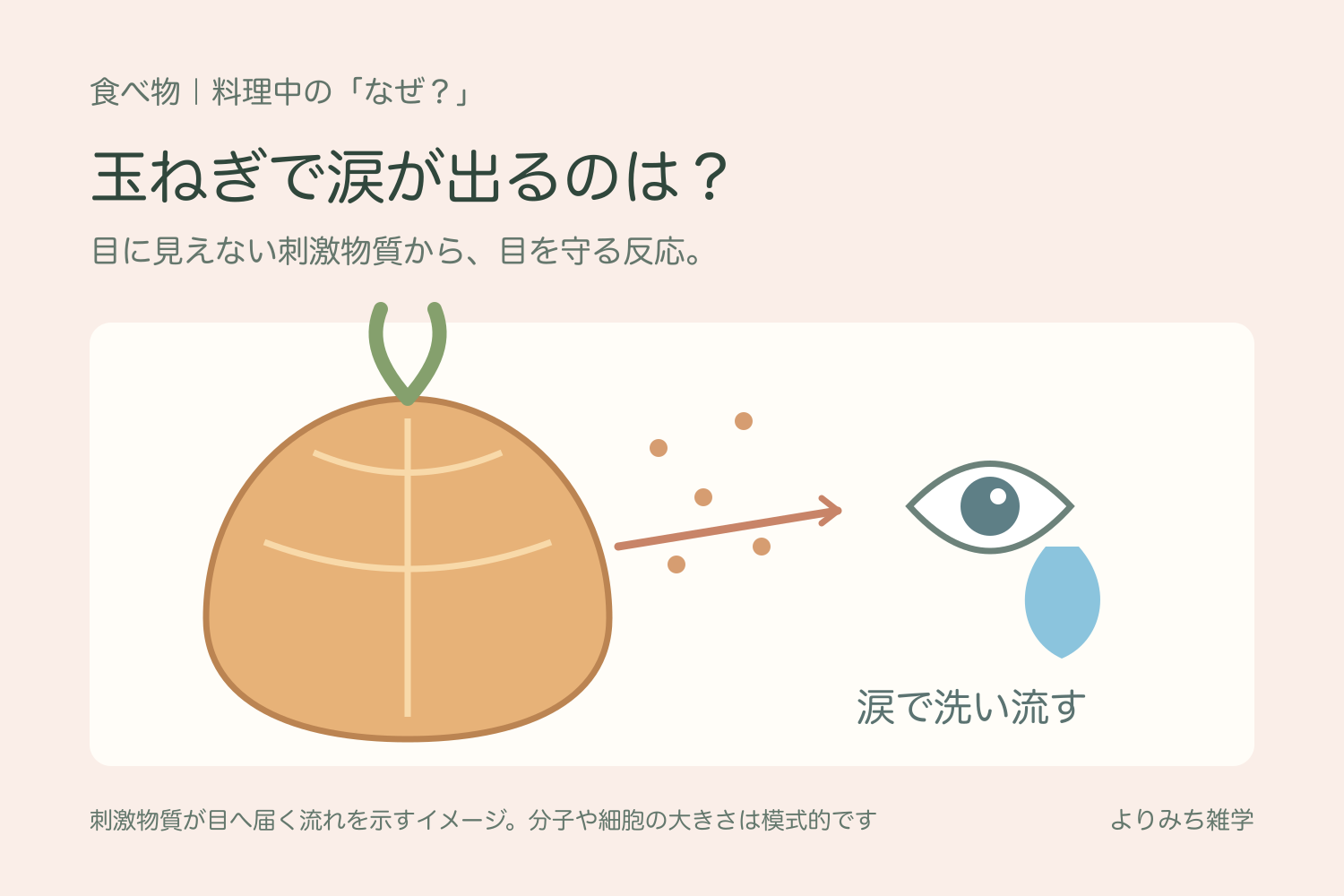 切った玉ねぎから刺激物質が空気中へ広がり、目から涙が出る流れを示すイラスト