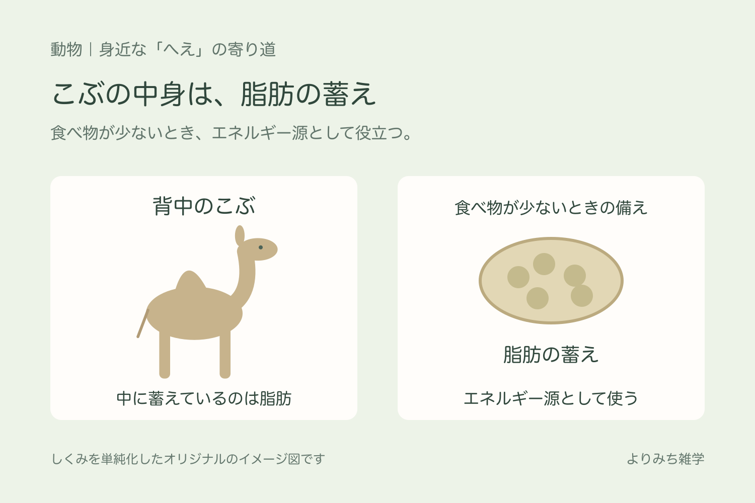 一つのこぶを持つラクダと、こぶに蓄えた脂肪がエネルギー源になることを示す図解