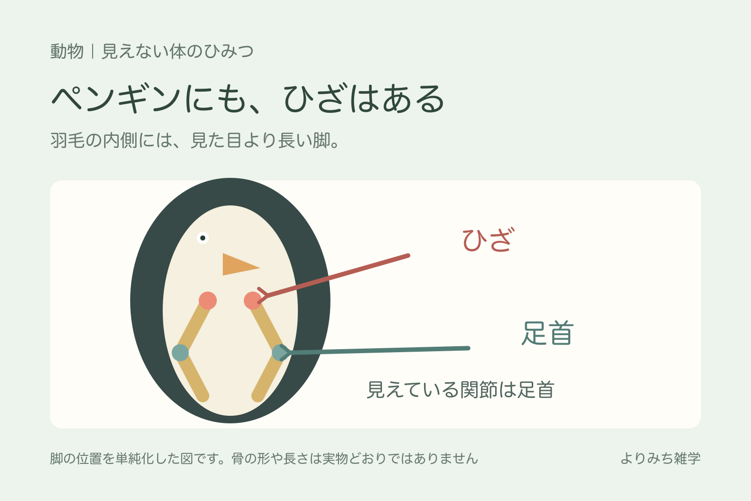 ペンギンの羽毛の内側にあるひざと、外から見える足首の位置を示すイラスト