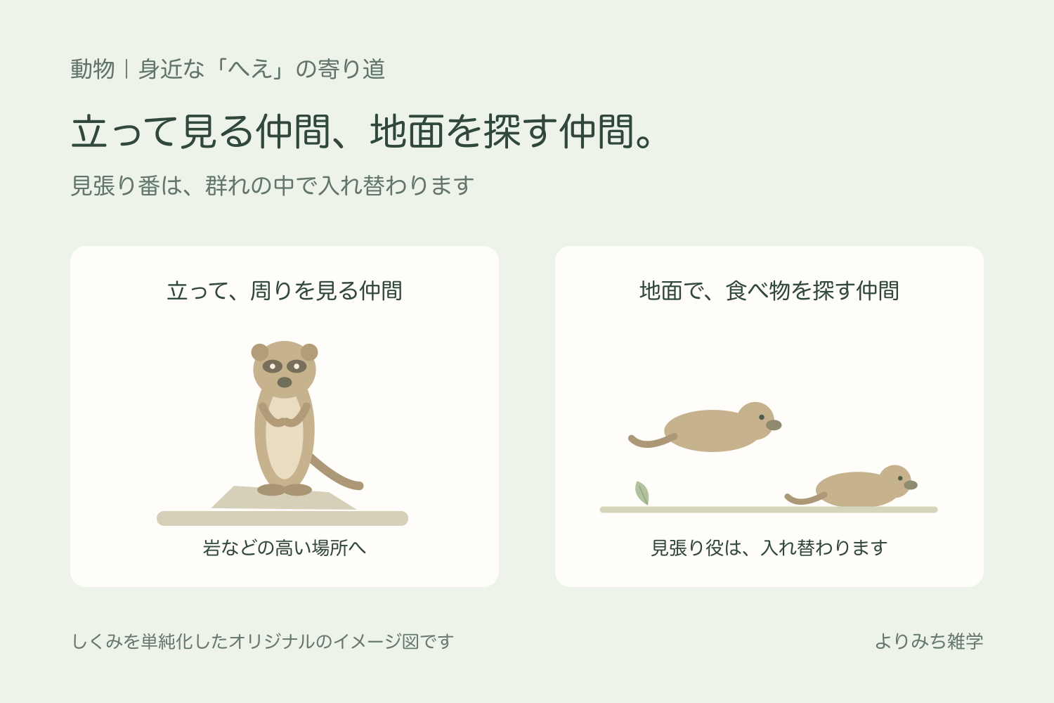 高い岩で立って周りを見るミーアキャットと、地面で食べ物を探す仲間を並べた図解
