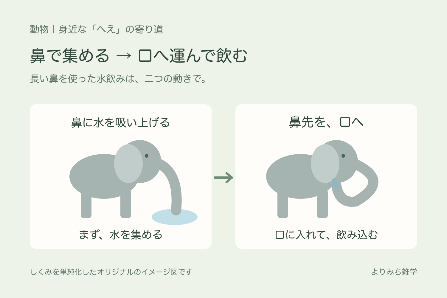 ゾウが鼻先で水を吸い上げたあと、鼻を曲げて口へ水を運ぶ二つの場面のイラスト