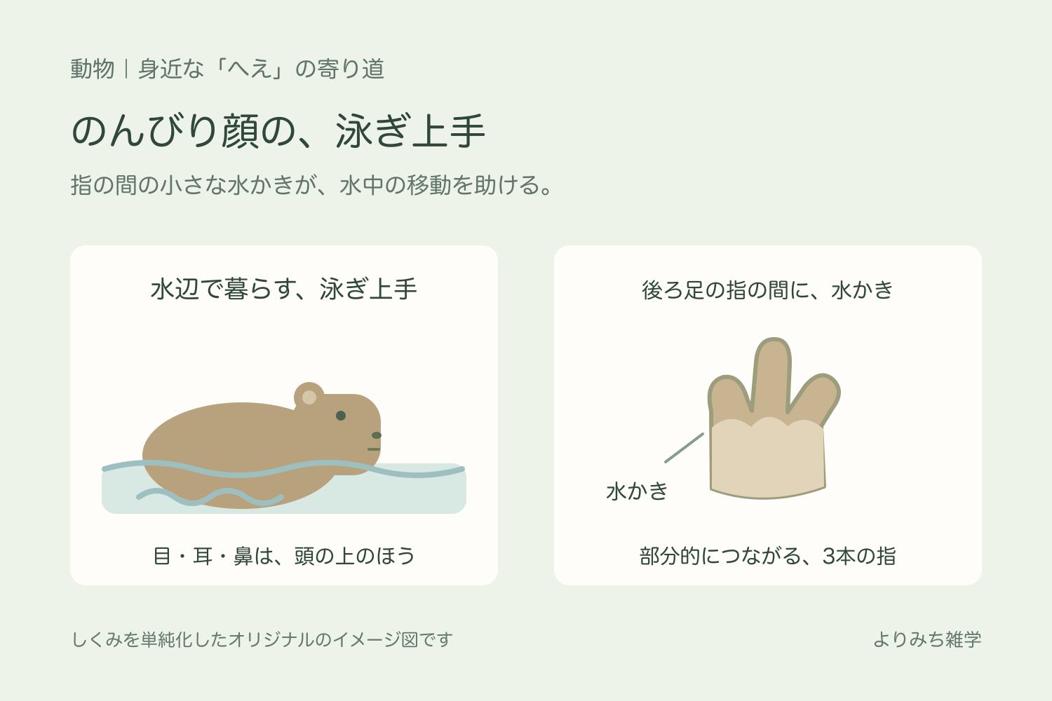 水面から顔を出すカピバラと、3本の指の間に部分的な水かきがある後ろ足の模式図