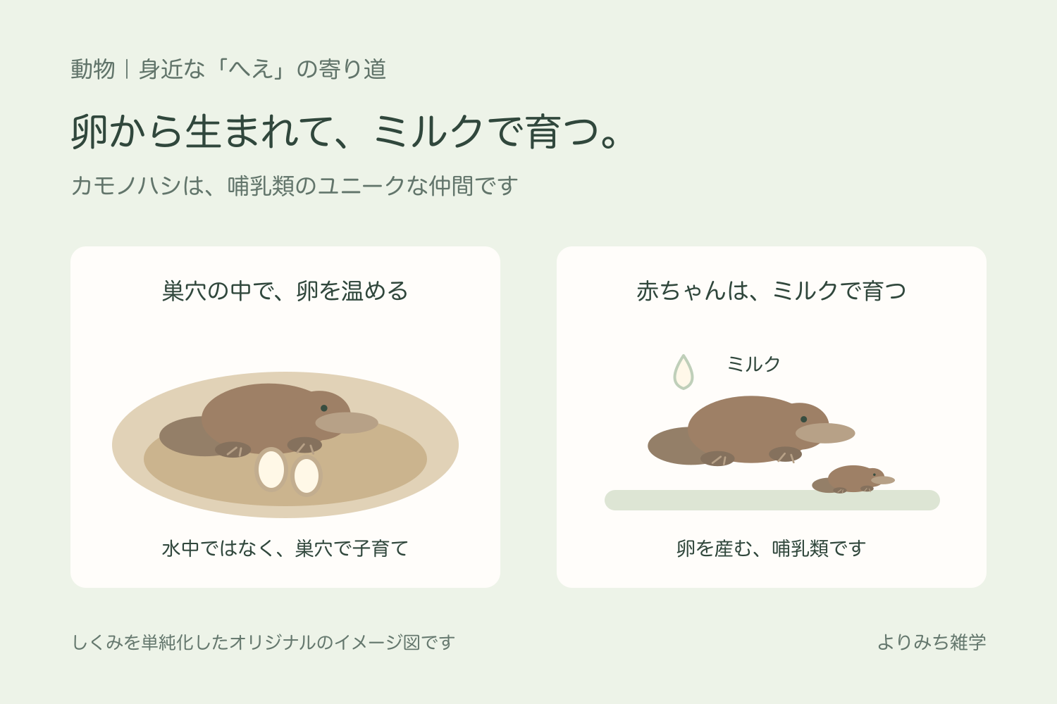 カモノハシが巣穴で卵を温める場面と、生まれた赤ちゃんをミルクで育てることを並べたイメージ図