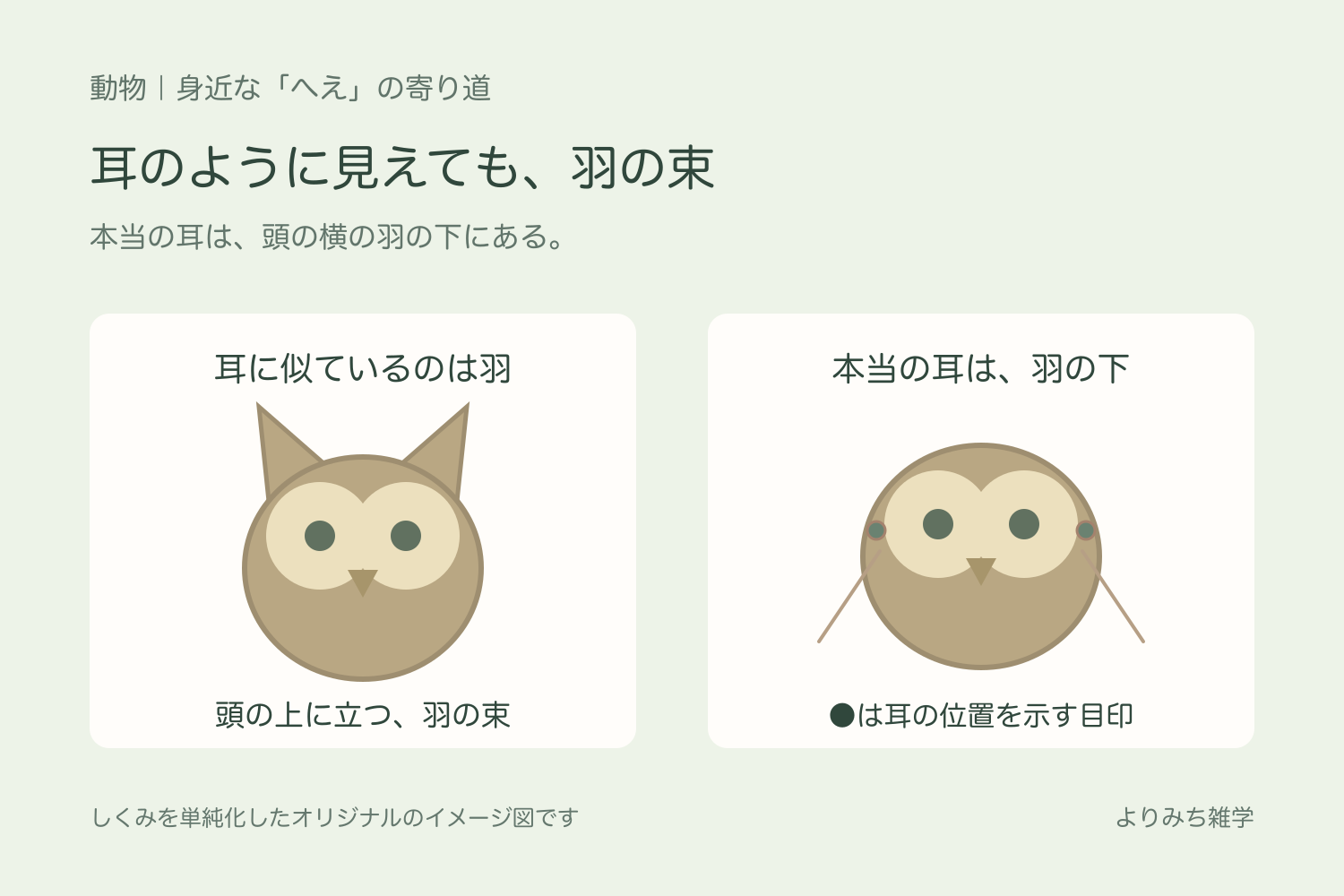 耳のように立ったフクロウの羽と、本当の耳の入り口が頭の横の羽に隠れることを示す図解