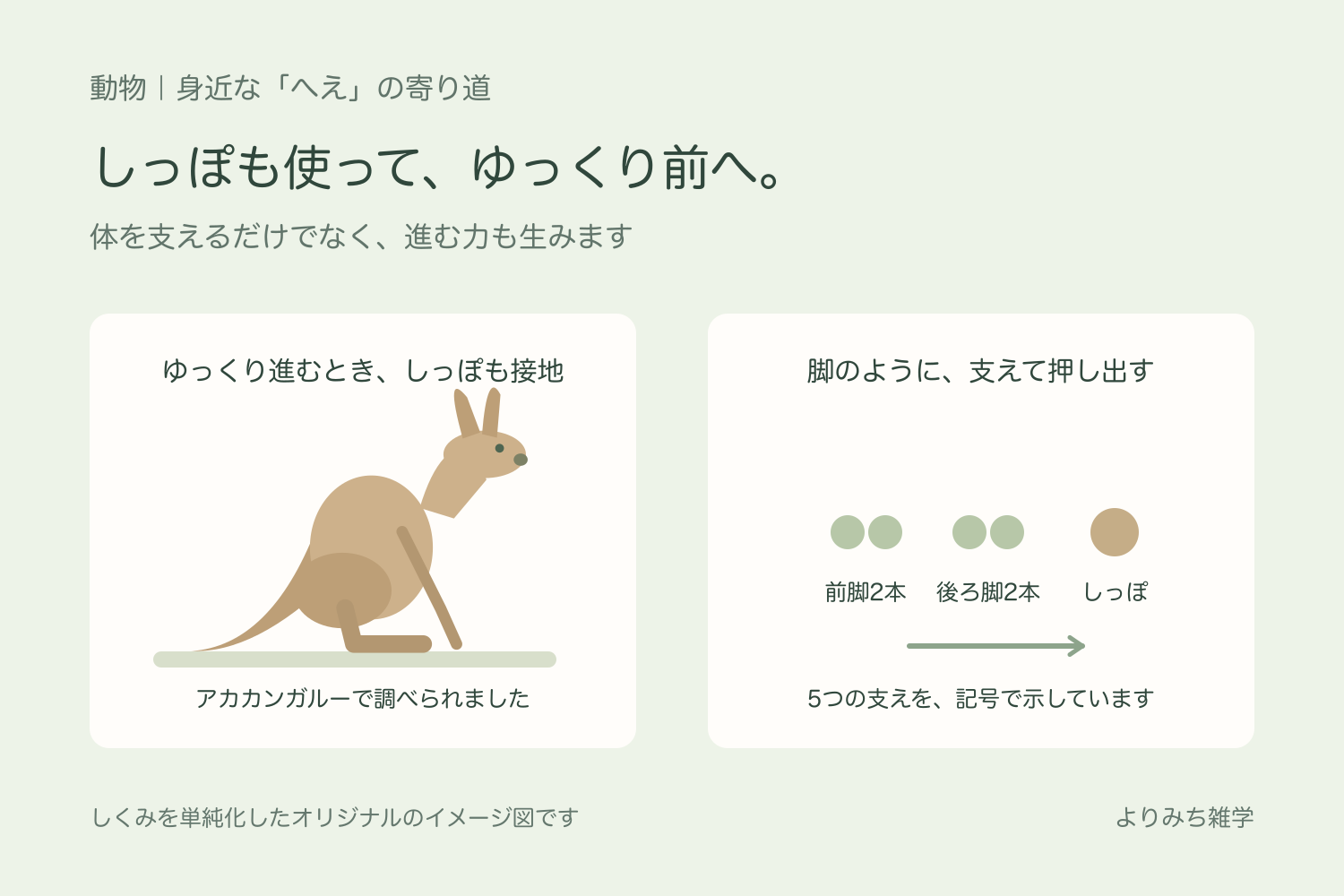 草の近くでゆっくり移動するアカカンガルーと、地面についたしっぽが体を支え前へ進む力を生む考え方を示す図解