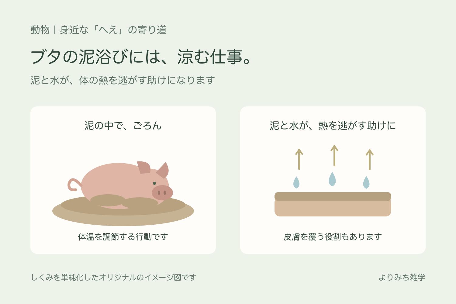 浅い泥の中でくつろぐブタと、皮膚についた水分から熱が逃げる考え方を示す模式図