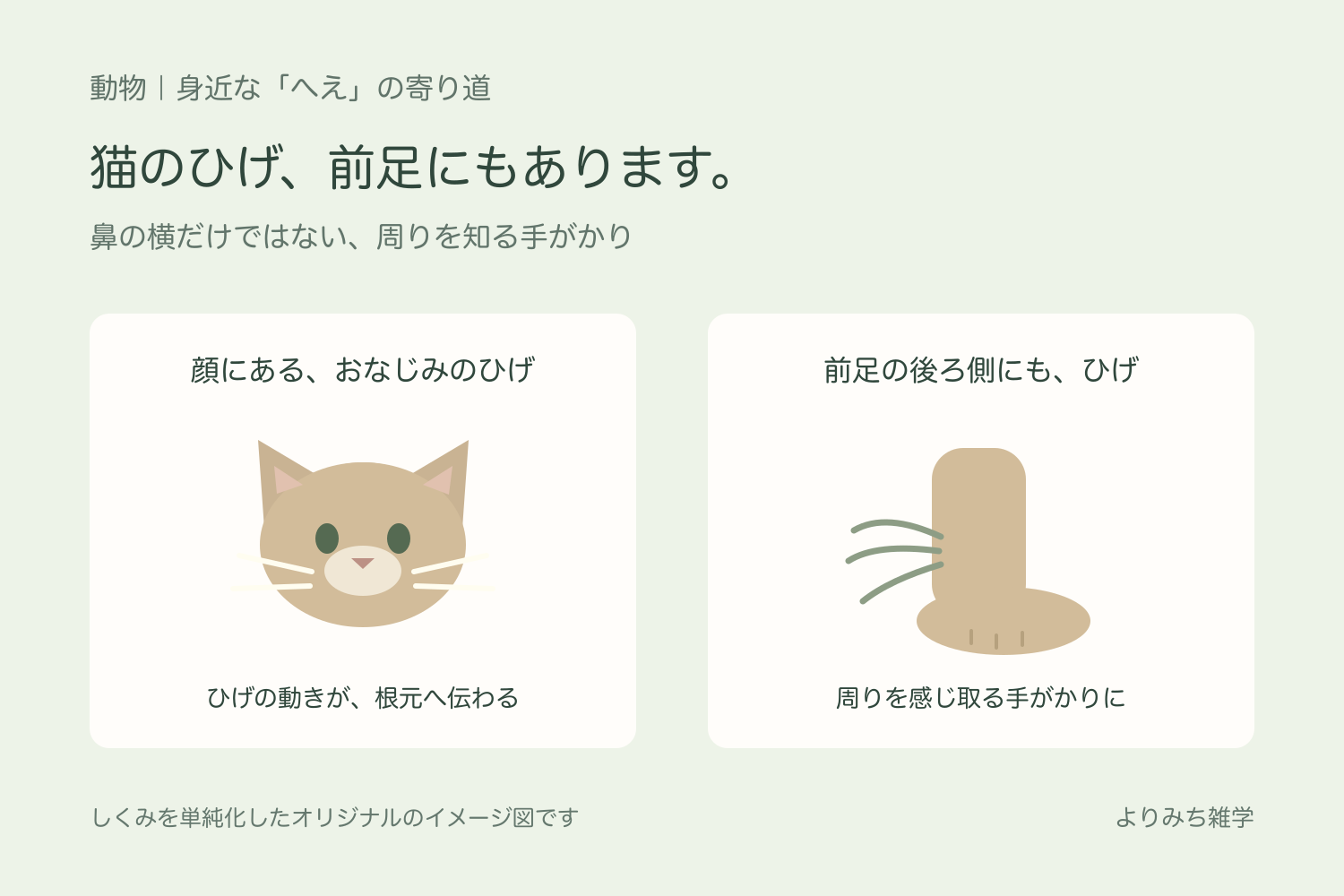 顔にひげがある猫と、前足の後ろ側にもひげがあることを拡大して示す模式図