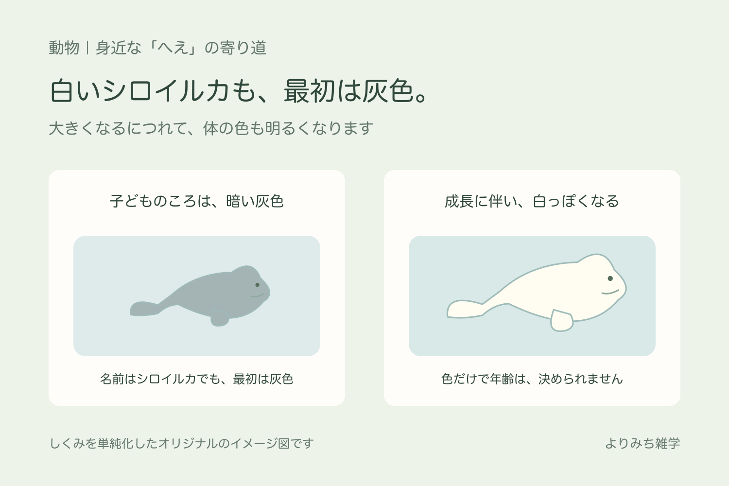 灰色の小さなシロイルカと、白っぽい大きなシロイルカを並べ、成長による色の変化を示す図解