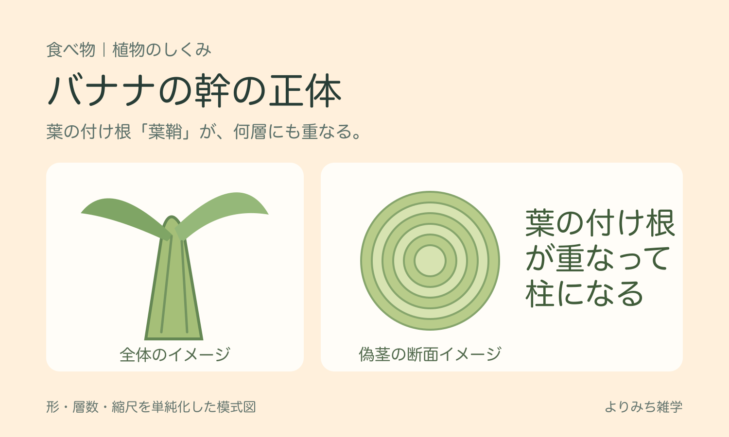 バナナの幹に見える部分が、葉の付け根である葉鞘の重なりでできていることを示した図解