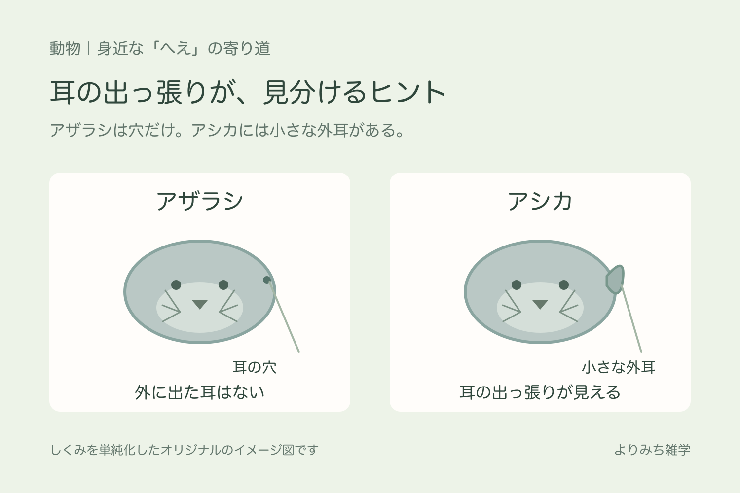 耳の穴だけのアザラシと、小さな外耳があるアシカの頭を並べたイラスト