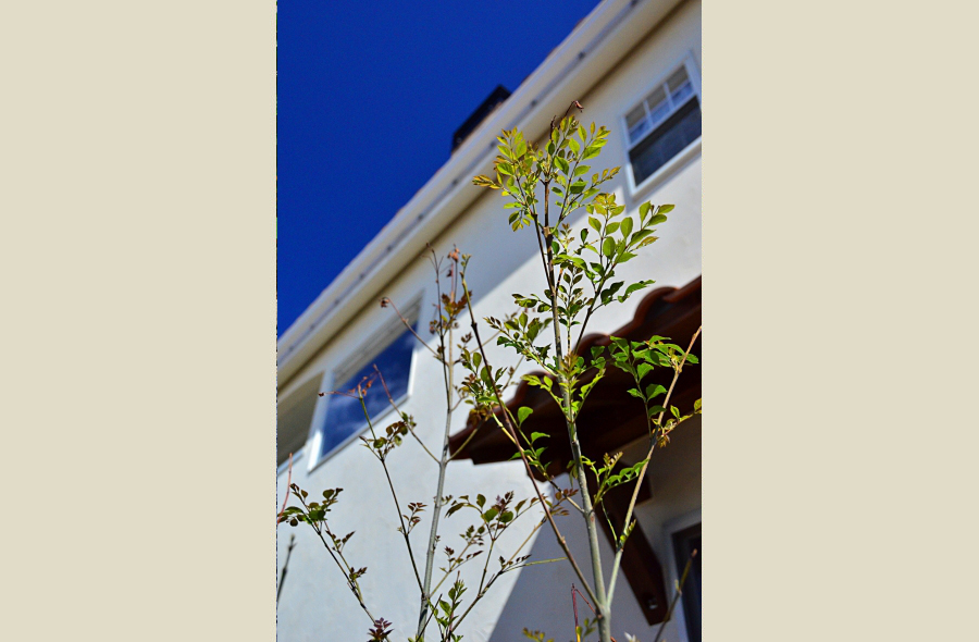 揖斐・小島の庭