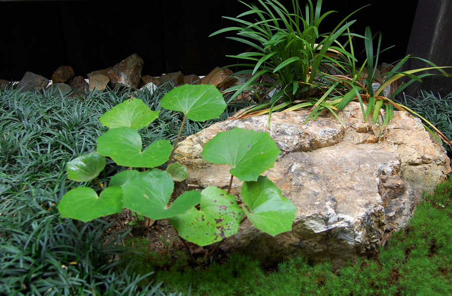 大垣・菅野の庭