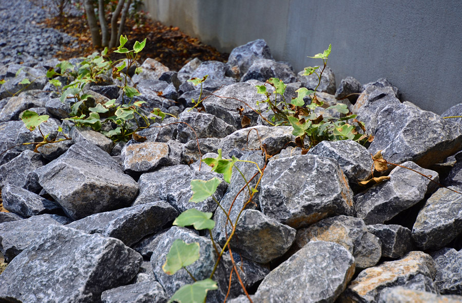 瑞穂・穂積の庭