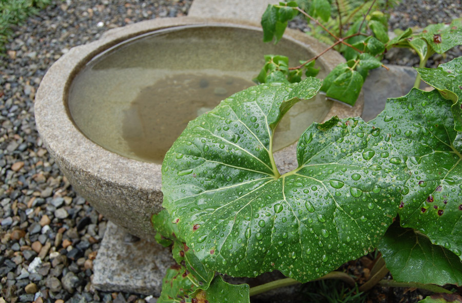 垂井・東神田の庭