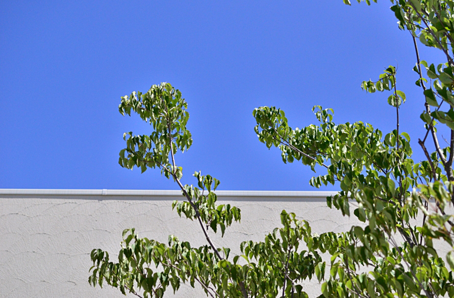 神戸・神戸の庭