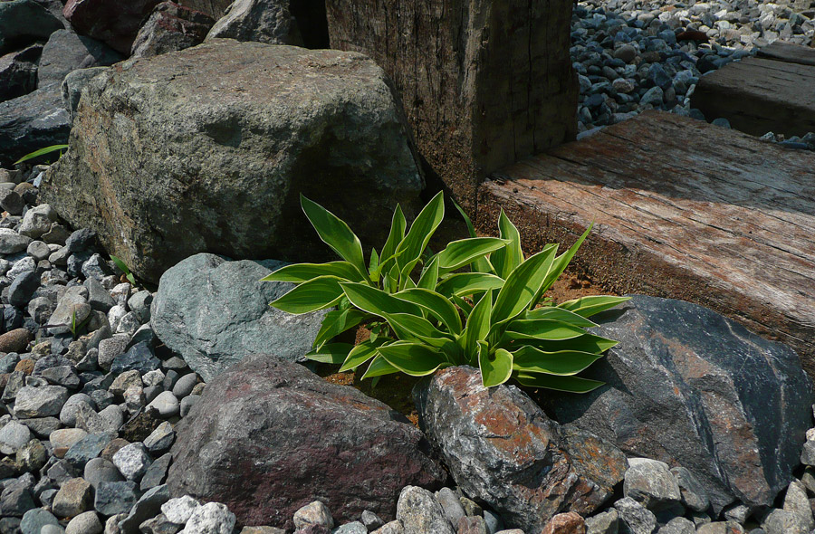 岐阜・尻毛の庭
