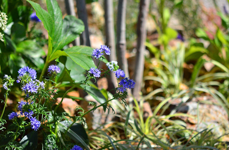 神戸・神戸の庭