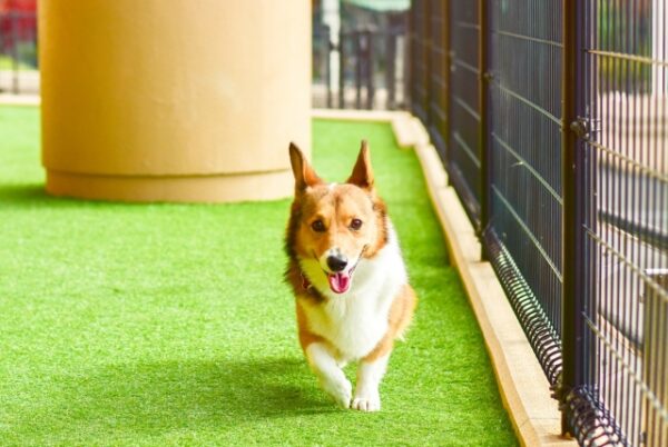 ペットの犬のための庭作り