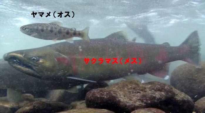 画像はヤマメとその降海型を指す、サクラマス。同じ種とは思えない。明峰コミュニティ協議会よりhttps://meihoucom.jp/30767