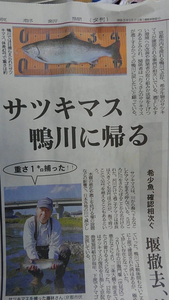 京都新聞2017年6月22日号より。アマゴの放流により、サツキマスが鴨川で確認されたことが記されている。いつの日かサツキマスが群れをなして遡上する日が来ることを願っている。※京都賀茂川漁業協同組合webページより