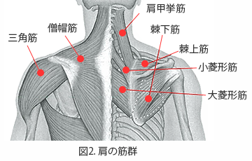 肩の筋群のイラスト