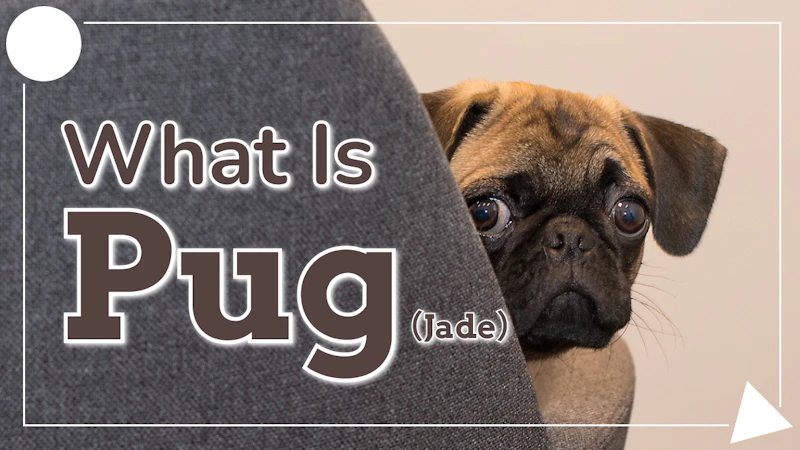初めての"Pug"🐕