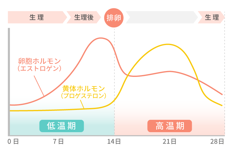 低温期と高温期のホルモンの変化 