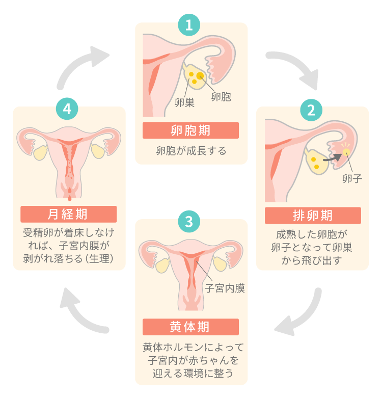 生理が遅れる理由・原因は？病院受診の目安と周期を整える方法｜スマルナ