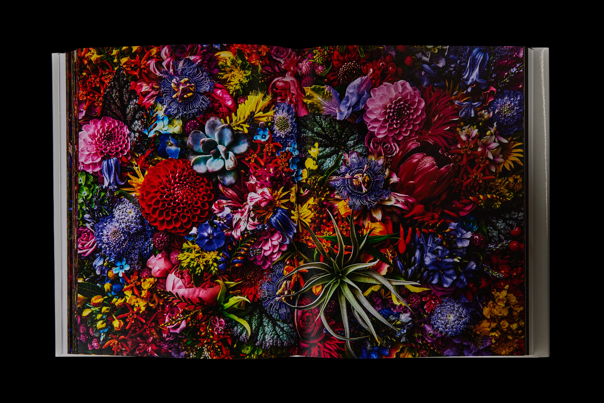 m's art gallery  植物の絵 m's art gallery 植物の絵
