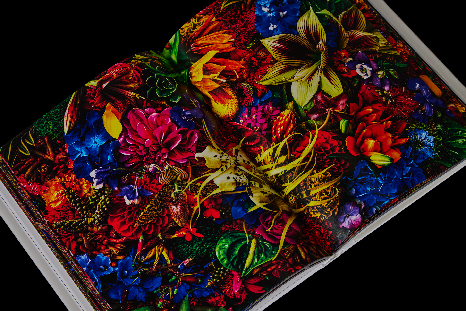 Encyclopedia of Flowers 植物図鑑Ⅵ | AMKK（東信, 花樹研究所）